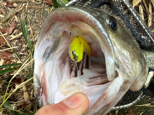 ブラックバスの釣果