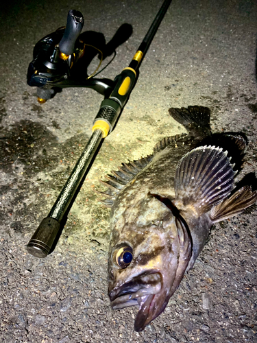 クロソイの釣果