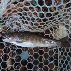 イワナの釣果