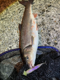 ウグイの釣果