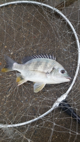 キビレの釣果