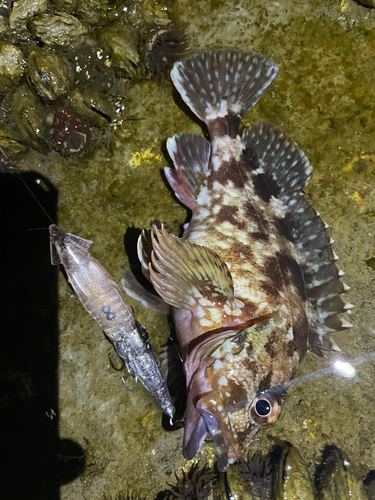 カサゴの釣果