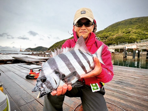 イシダイの釣果