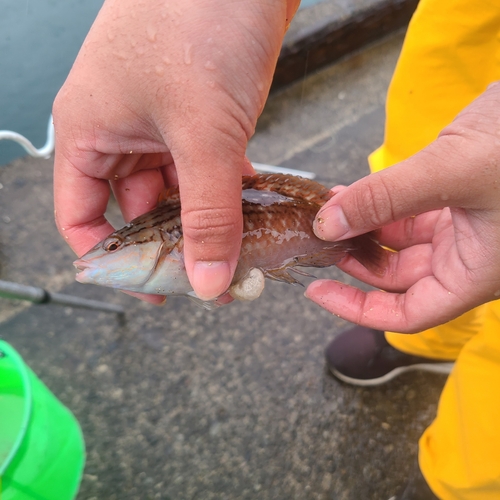 ホシササノハベラの釣果