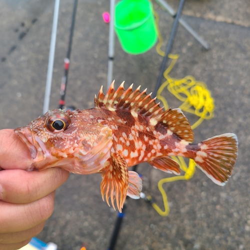 カサゴの釣果