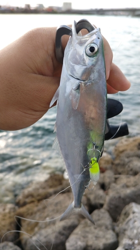 イケカツオの釣果