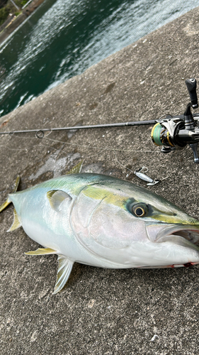 ブリの釣果