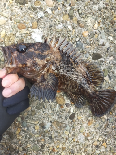 ムラソイの釣果