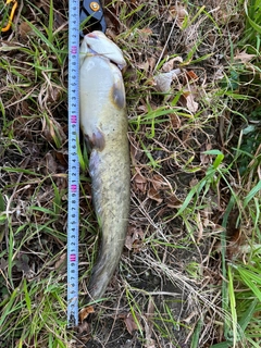 ナマズの釣果