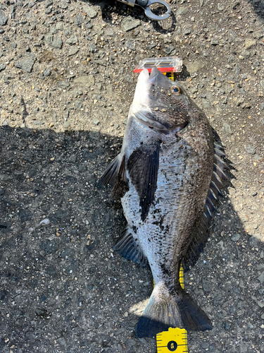 チヌの釣果