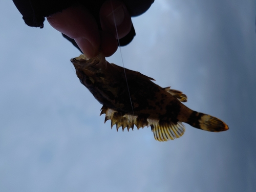 タケノコメバルの釣果