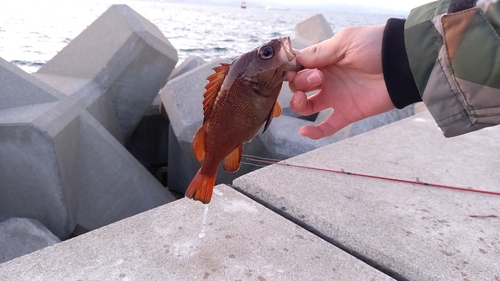 ガヤの釣果