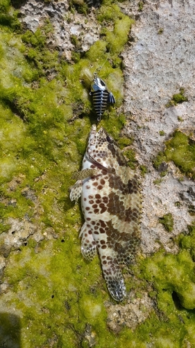 イシミーバイの釣果