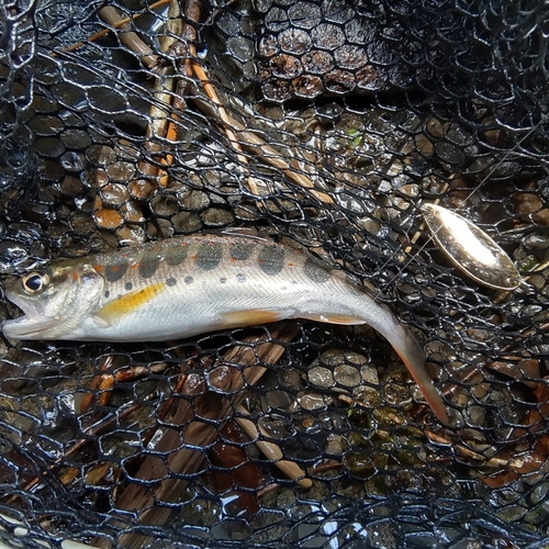 アマゴの釣果