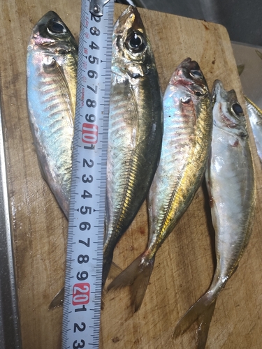 アオアジの釣果