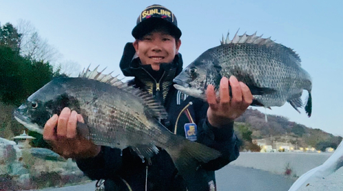 クロダイの釣果