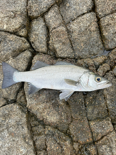 ヒラスズキの釣果