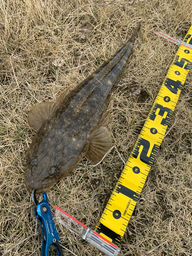 マゴチの釣果