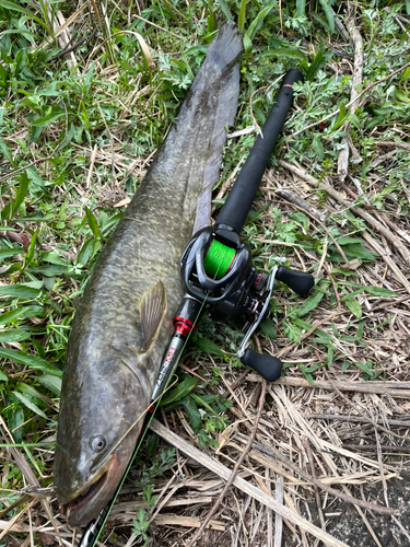 ナマズの釣果