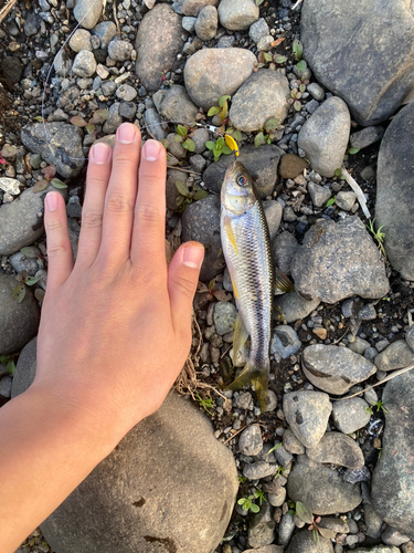 ウグイの釣果