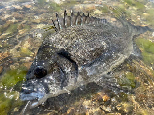 ミナミクロダイの釣果