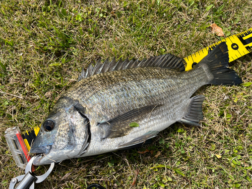 ミナミクロダイの釣果