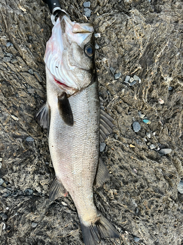 スズキの釣果