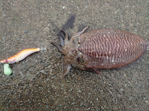 コウイカの釣果