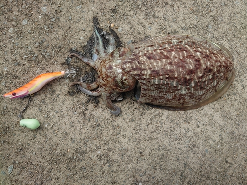 コウイカの釣果