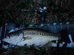 ブラックバスの釣果