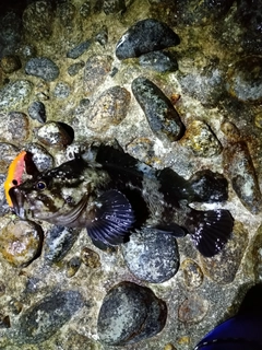 オウゴンムラソイの釣果