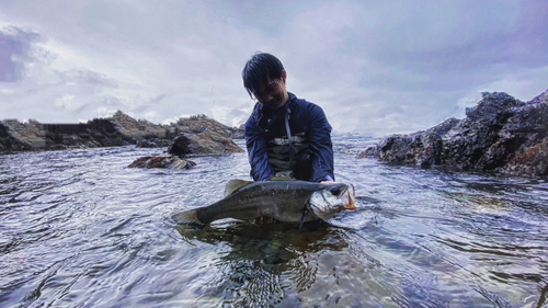 ヒラスズキの釣果