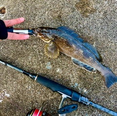 アイナメの釣果