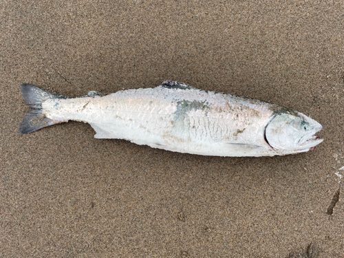 サクラマスの釣果