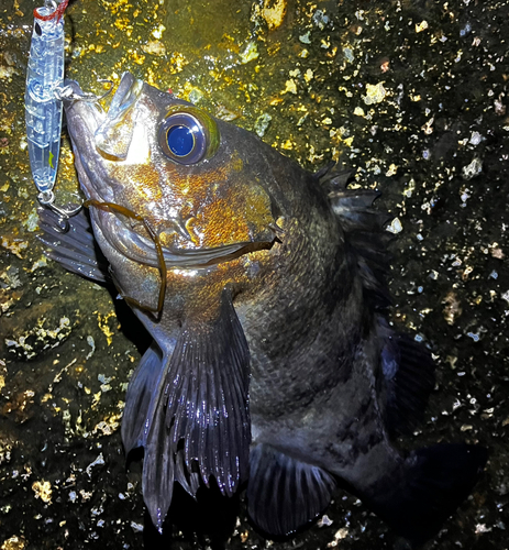 メバルの釣果