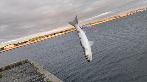 ボラの釣果