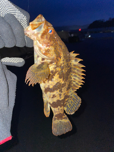 タケノコメバルの釣果