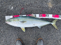 ハマチの釣果