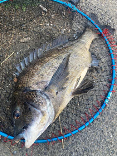 チヌの釣果