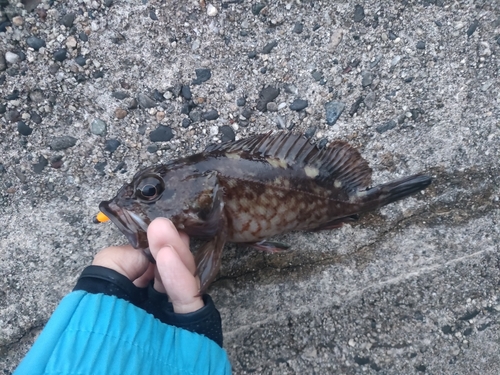 カサゴの釣果