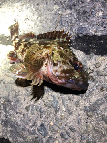 カサゴの釣果