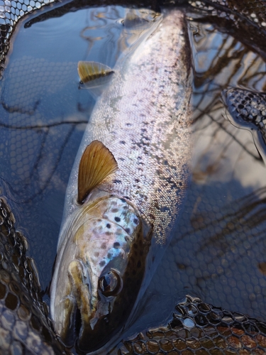 ブラウントラウトの釣果