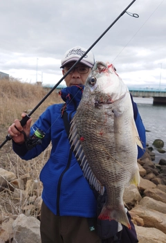 キビレの釣果