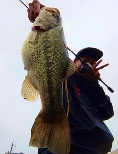 ブラックバスの釣果