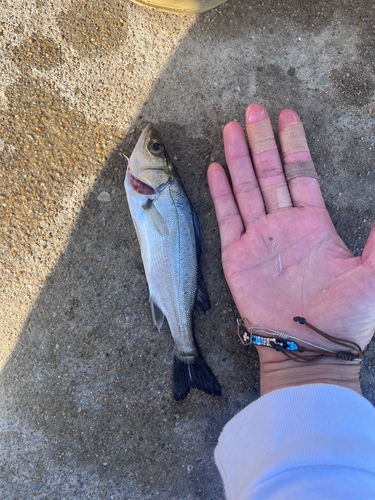 セイゴ（マルスズキ）の釣果