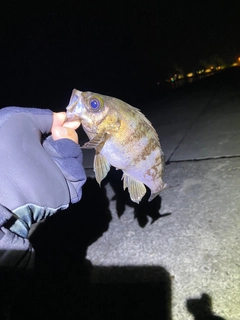 メバルの釣果