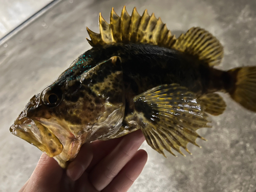 タケノコメバルの釣果