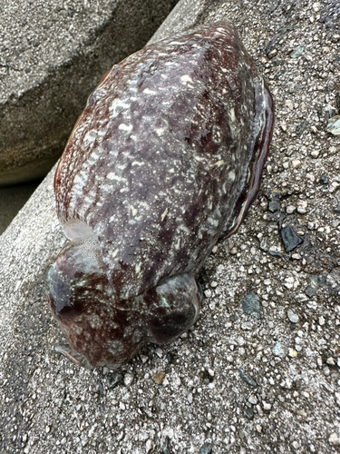 コウイカの釣果