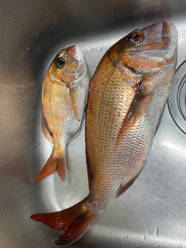 マダイの釣果