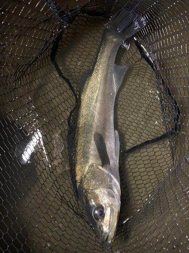 スズキの釣果